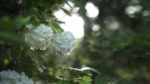 Close-up of flower and leaves on the tree. Slow motion. Stock Footage 129767251