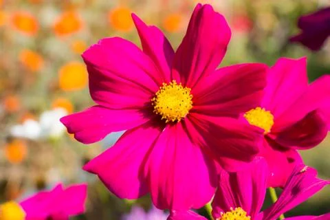 Close up flower background Stock Photos