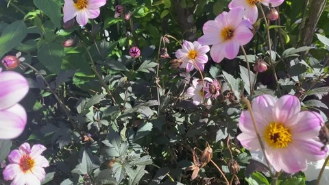 Close-Up of Flower with Bee Collecting Nectar and Pan to Other Flowers in 4K Video stock 317583753