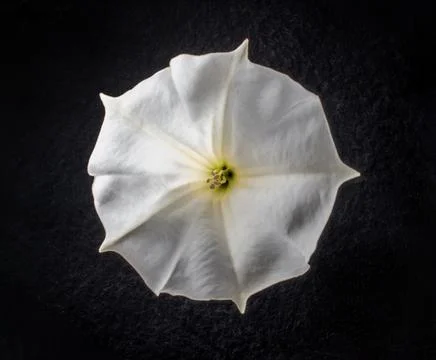 Close-up of flower on black background. Flat lay, top view. Stock Photos