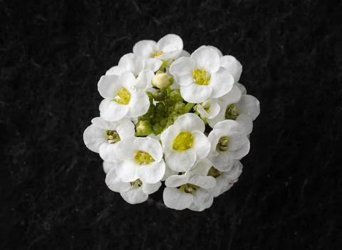 Close-up of flower on black background. Macro photo. Stock Photos