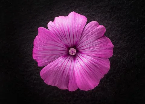 Close-up of flower on black background. Macro photo. Stock Photos