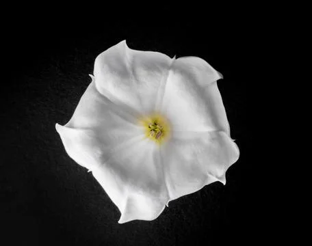 Close-up of flower on black background. Selective focus. Foto stock