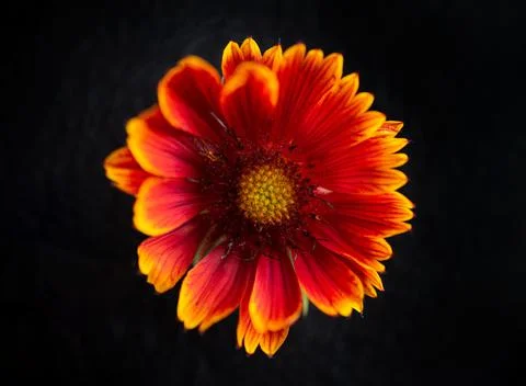Close-up of flower on black background. Selective focus. Foto stock