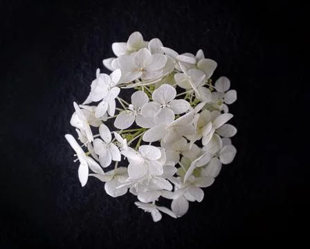 Close-up of flower on black background. View above. Stock Photos