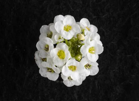 Close-up of flower on black background. View above. Stock Photos