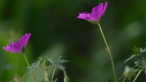 Close-up on a flower of Bloody Geranium with dynamic light Stock Footage 77029904