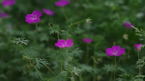 Close-up on a flower of Bloody Geranium with dynamic light Video stock 77102065
