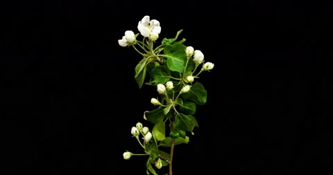 Close-up of flower blossoming time lapse. Branch with blooming flowers. Stock Footage 133769165