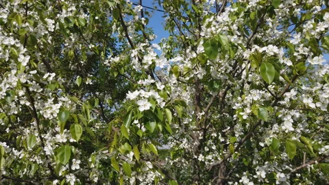 Close-up of flower blossoming time lapse. Branch with blooming flowers. Stock Footage 154290345