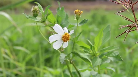 Close up of flower blowing in the wind Stock Footage 75611852