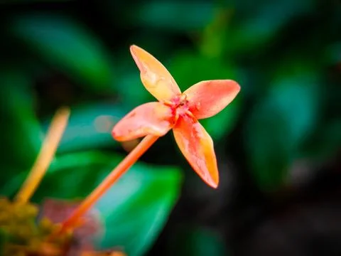 A close up of a flower with a brown stem Stock Photos