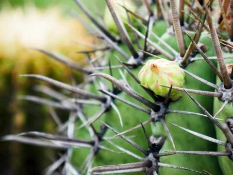 Close-up the flower bud of the cactus with sharp spines. Stock Photos