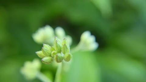 A close-up of a flower bud cluster Stock Photos