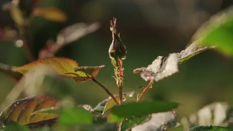 Close-up of a flower bud covered in raindrops at sunset. Stock Footage 318550782
