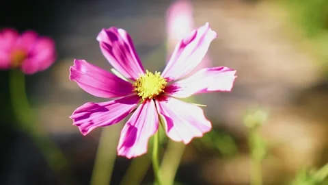 Close-up of a flower bud illuminated by bright sunlight Stock Footage 308870712