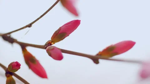 Close-up of flower buds Stock Footage 256902465