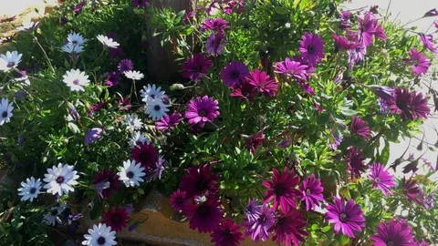 Close up flower bush Video stock 108258413