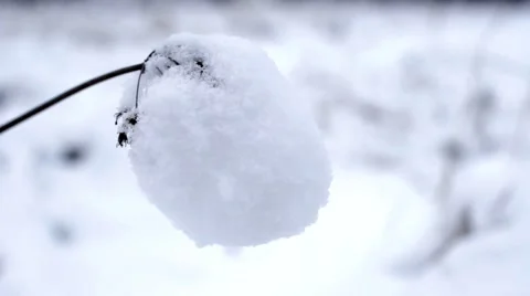 Close Up Flower Cap In Snow   Stock-Footage 47621200