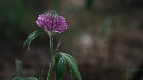 Close-up on a flower of Clover after the rain Video stock 77101957