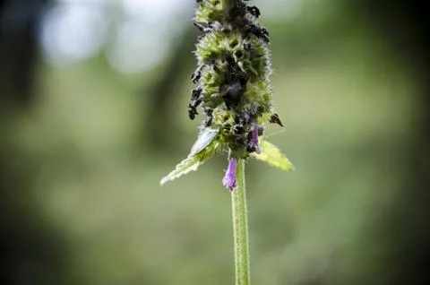 Close up of a flower of a common nettle (Hedera helix) Stock Photos