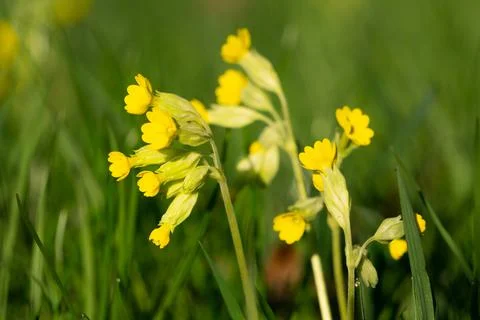 Close up of the flower of a cowslip Stock Photos