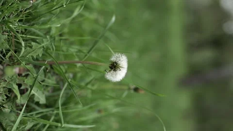 A close up of a flower. Dandelion Video stock 131582997