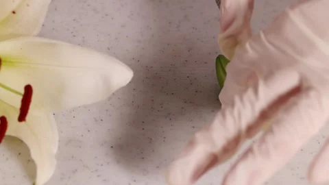 Close-Up Flower Dissection with Scalpel in Laboratory Vídeo Stock 305019477