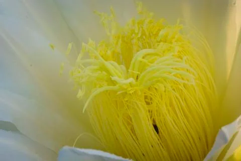 Close up flower of dragon fruit Stock Photos