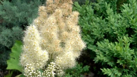 Close-up of flower ears in a garden with bumblebees. 库存影片 340259764