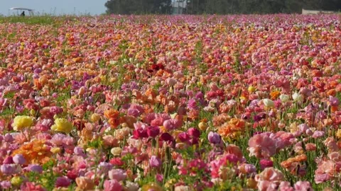 A close up of a flower field Stock Footage 156019156