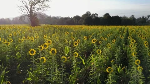 A close up of a flower field 库存影片 156844790