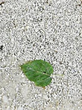 A close up of a flower on the floor Stock Photos