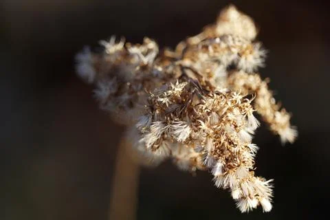 Close up of flower fluff found in North Carolina Foto stock