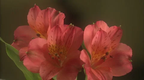Close-up on flower Stock-Footage 986719