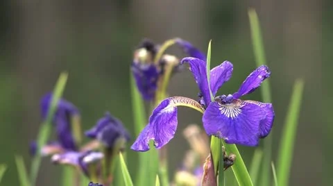 Close up flower Stock Footage 11154850