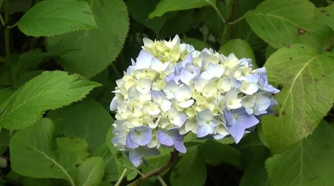 Close-up of flower. Stock Footage 39591909