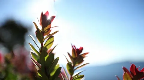 Close up of flower Stock Footage 57677668