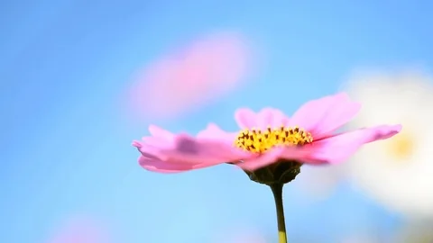 Close up flower. 스톡 동영상 76361636