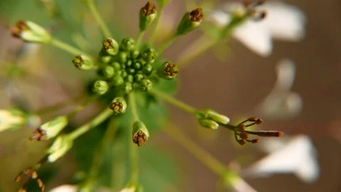 Close up of flower Stock Footage 77061098