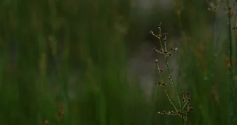 Close up Flower Video stock 99427825