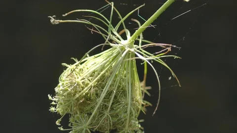 Close up of flower Stock Footage 125051903