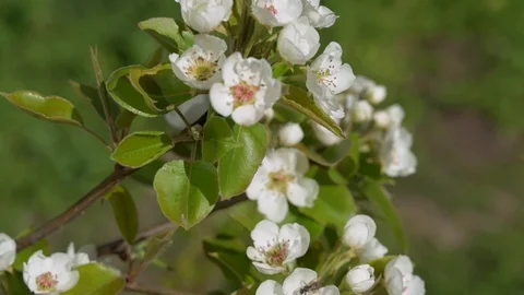 A close up of a flower Stock Footage 129181120