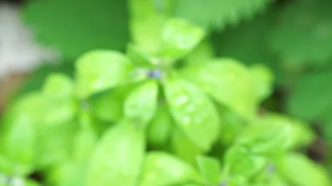 A close up of a flower Video stock 130322235