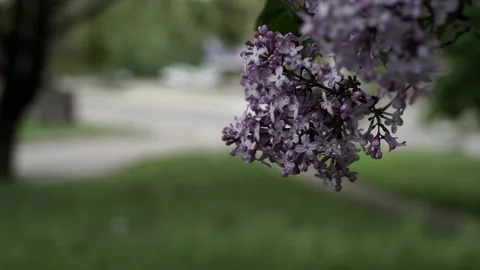 A close up of a flower Video stock 131583011