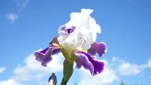 A close up of a flower Stock Footage 132027663