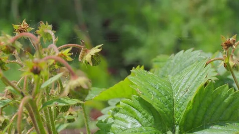 A close up of a flower Stock Footage 133780393