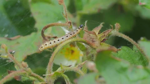 A close up of a flower Stock Footage 133781173