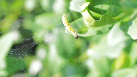 A close up of a flower Stock Footage 133781317
