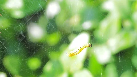 A close up of a flower Stock Footage 133782583